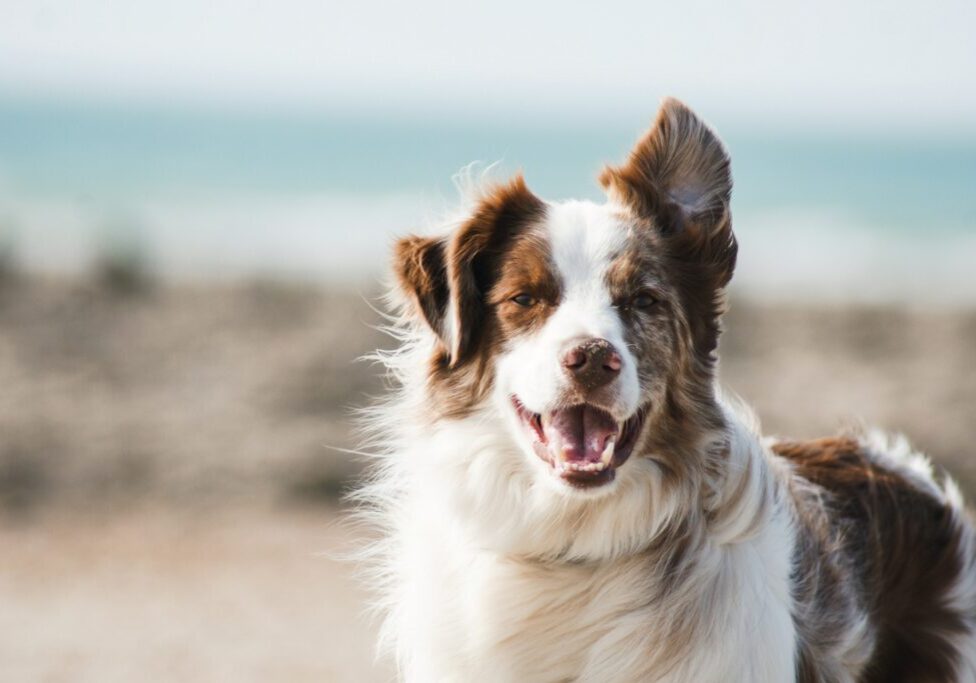 Dog at The Beach Dog at the beach